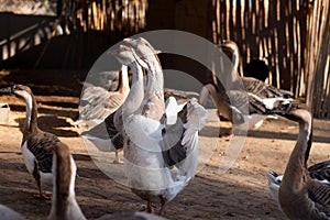 Farm big domestic goose, Ukrainian breed. Rural, agriculture. Village.