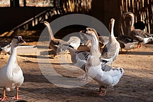 Farm big domestic goose, Ukrainian breed. Rural, agriculture. Village