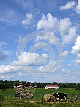 Farm: big sky barn and cow close