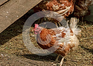 Farm bird brown chicken walking photo