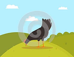 Farm Bird Eating, Fowl on Hill, Farming Vector