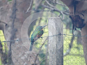 Farm bird PÃ¡ssaro verde Brazil - Jason Ramalho Nascimento