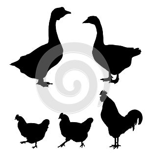 Farm bird silhouettes collection on white