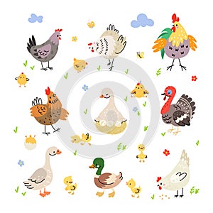 Farm birds cartoon set. Duck on nest, turkey and hen with yellow chickens. Cute agriculture bird, rooster and poultry