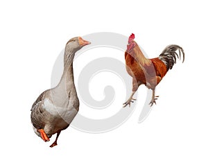 farm birds goose and red on white isolated background