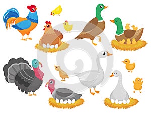 Farm birds. Poultry chicken, goose duck bird and turkey family nest isolated cartoon vector set