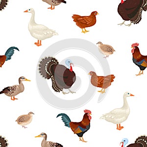 Farm birds seamless pattern. Vector illustration of turkey, goose, duck, quail, rooster and chicken  isolated on white background.