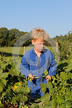 Farm Boy harvesting in vegetable garden