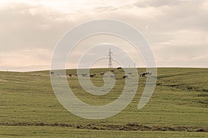 Farm and breeding area in the fields of the Pampa Biome in South America