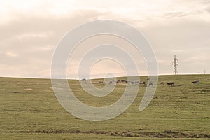 Farm and breeding area in the fields of the Pampa Biome in South America