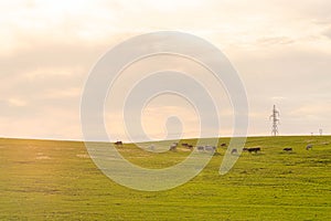 Farm and breeding area in the fields of the Pampa Biome in South America