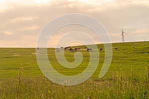 Farm and breeding area in the fields of the Pampa Biome in South America