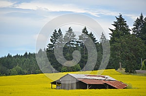 Farm Building in a yellow field, Oregon