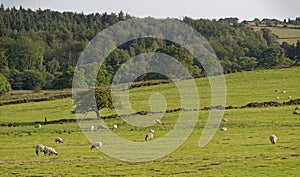 Farm Buildings on a Hill overlooking the fields in the Valley below with sheep grazing near to the Fewston Reservoir