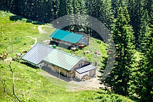 Farm buildings with livestock