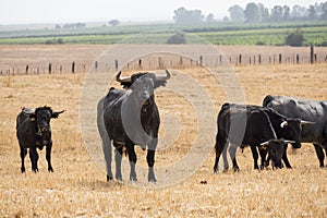 Farm bullring in Seville, Spain