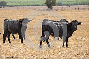 Farm bullring in Seville, Spain