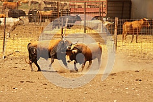Farm of bulls, ranch style farming