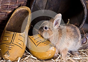 Farm bunny