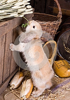 Farm bunny