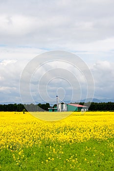 Farm in canola field