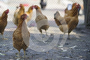 Farm captive chicken