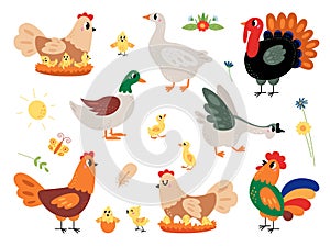 Farm cartoon birds set, walking funny chick and duck. Small chicken and ducklings, pretty hen turkey and goose. Rooster