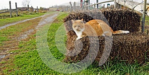 Farm Cat