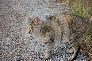 Farm cat on alert