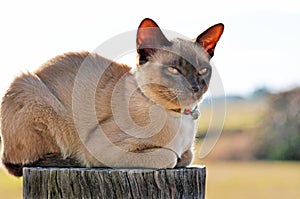 Farm cat perched on fence post