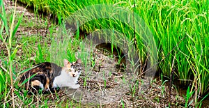 Farm cat stares through the green grass.