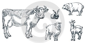 Farm cattle animals set, vector sketch illustration. Cow, sheep, pig, goat, rabbit icons