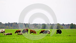 Farm cattle grazing in field. Dairy cow eating grass in field.