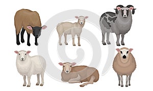 Farm Cattle with Hornes and Wooly Coat Vector Set