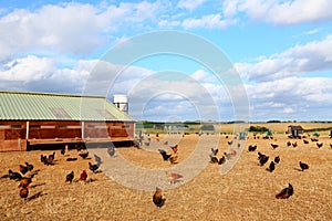 Chicken Farm