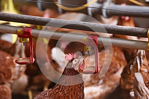 Farm chicken in a barn, drinking from waterer