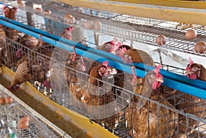 Farm chicken in a barn, hens in cages industrial farm