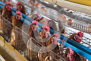 Farm chicken in a barn, hens in cages industrial farm