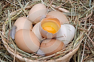 Farm chicken eggs