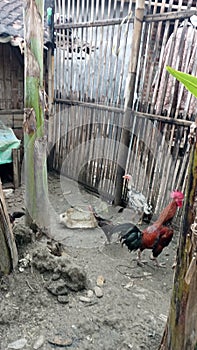farm chicken in traditional village from bamboo cage