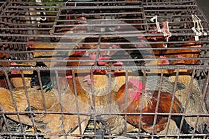 Farm chickens can transfer Sars, H7N9, H5N8 and H5N1 viruses into China, Asia, Europe and the USA photo