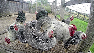 Farm Chickens, Chicken Coop, poultry