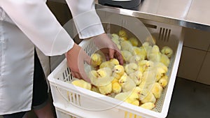 Farm with chickens. Woman in a white coat holding a small chicken in her hand.