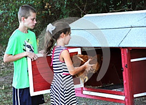 Farm Chores Caring for Chickens