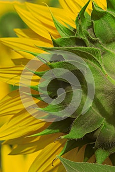 Farm closeup of the backside of a sunflower