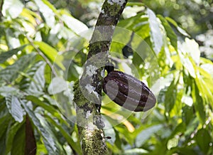 Farm with cocoa plantation and cocoa fruits on the trees