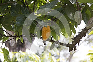 Farm with cocoa plantation and cocoa fruits on the trees