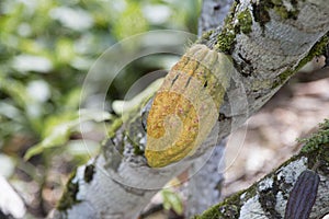 Farm with cocoa plantation and cocoa fruits on the trees