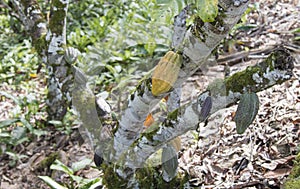 Farm with cocoa plantation and cocoa fruits on the trees