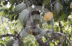 Farm with cocoa plantation and cocoa fruits on the trees